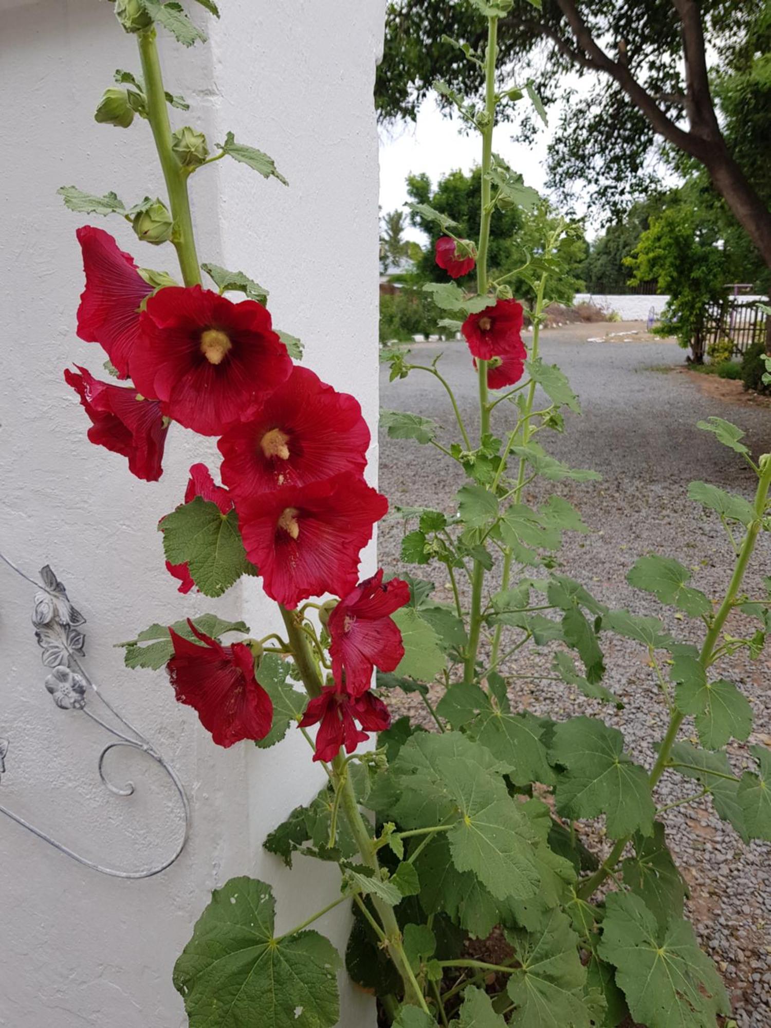 Karoo Manor Guesthouse and Restaurant — photo 4