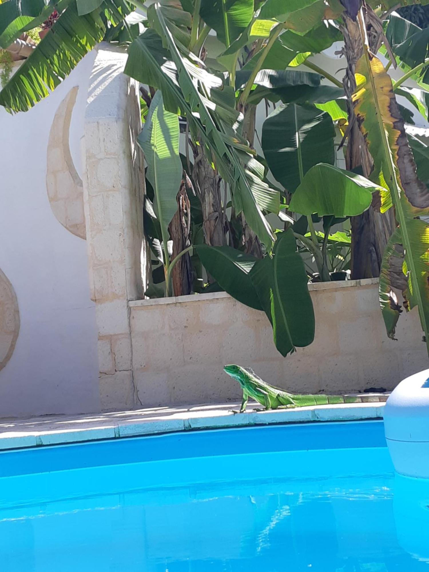 Bungalows du Soleil - Piscine Jardin Fleuri, foto 9