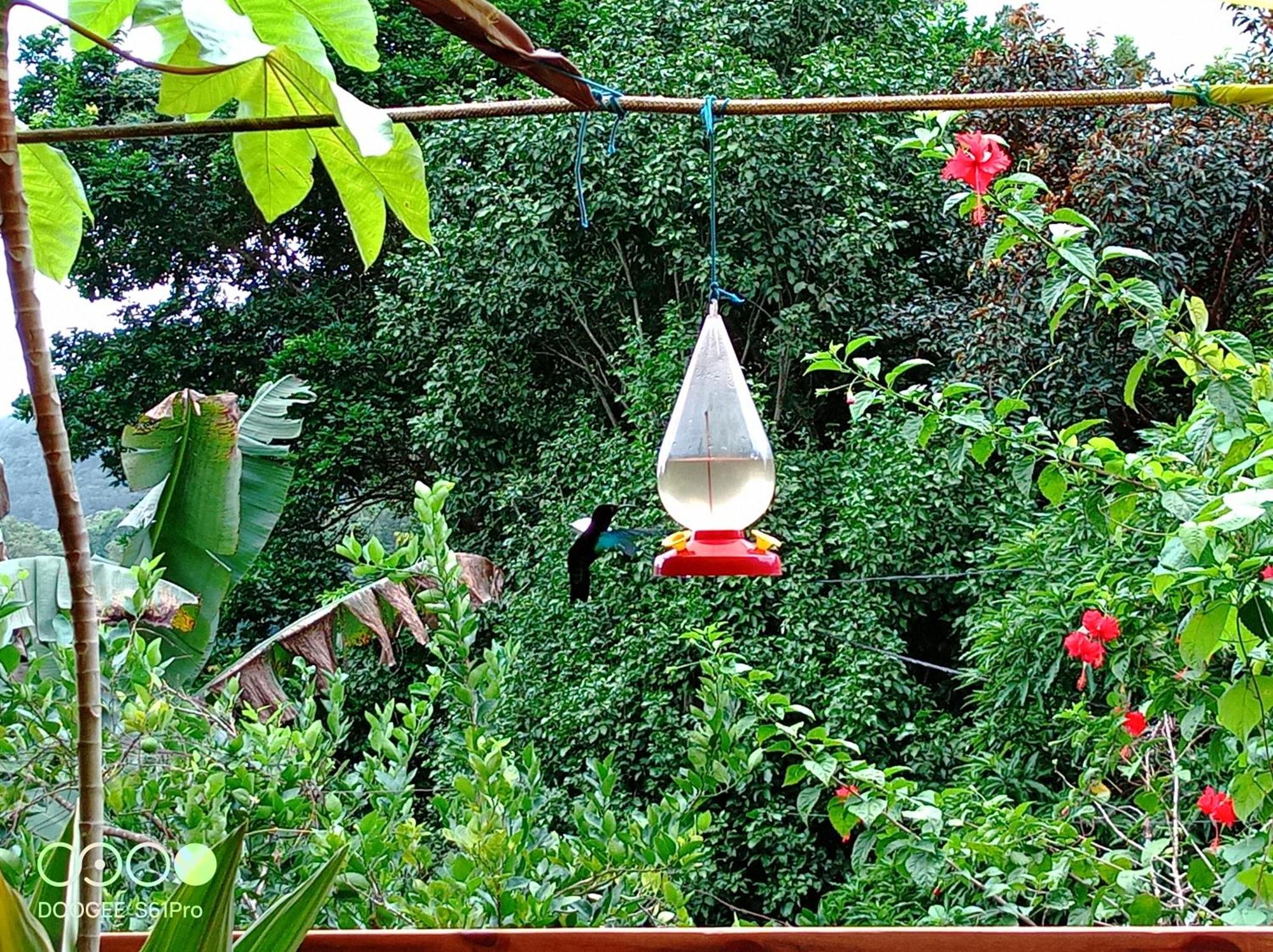 Le Ti-punch, foto 8