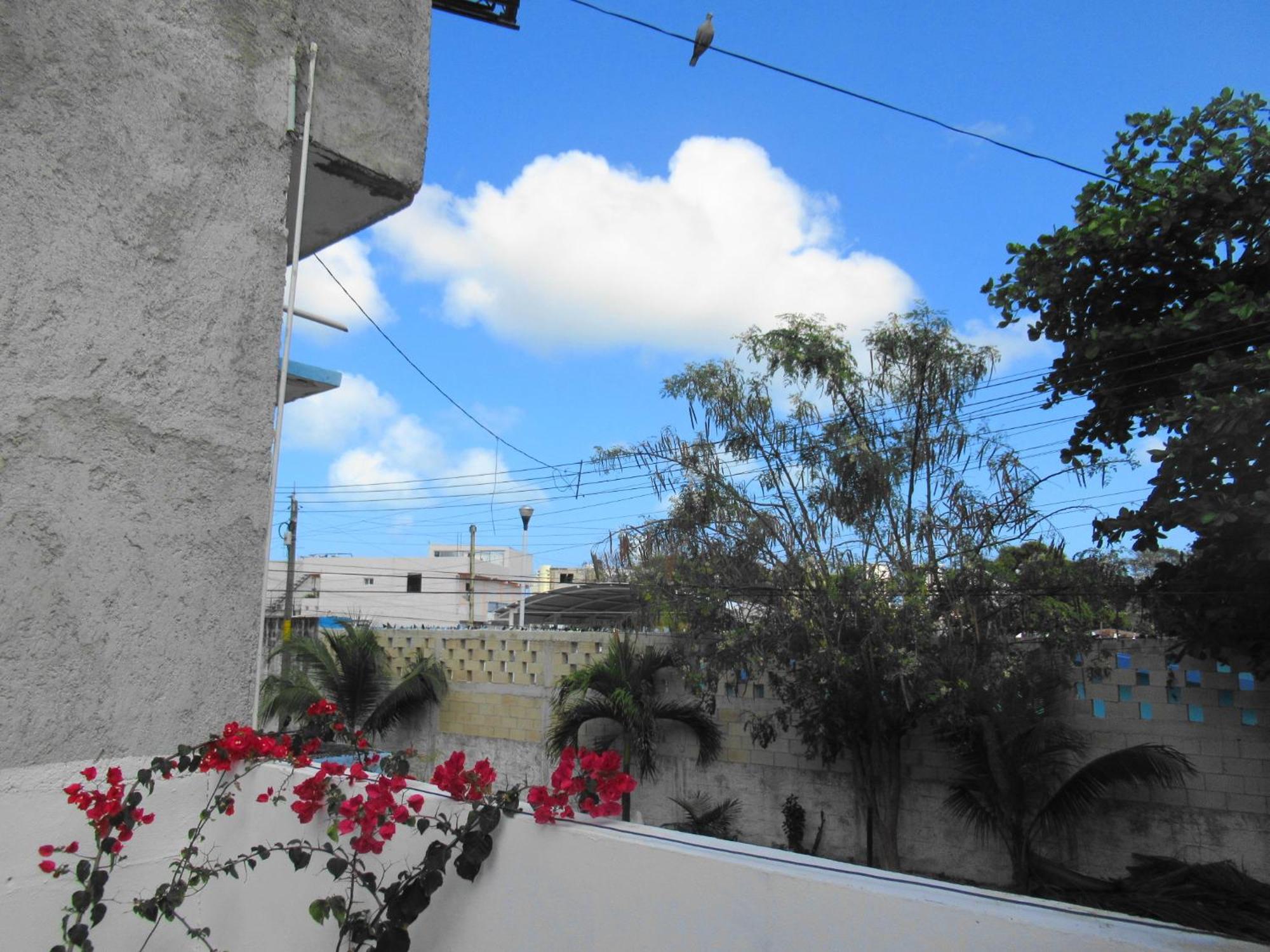 Cocos, foto 7