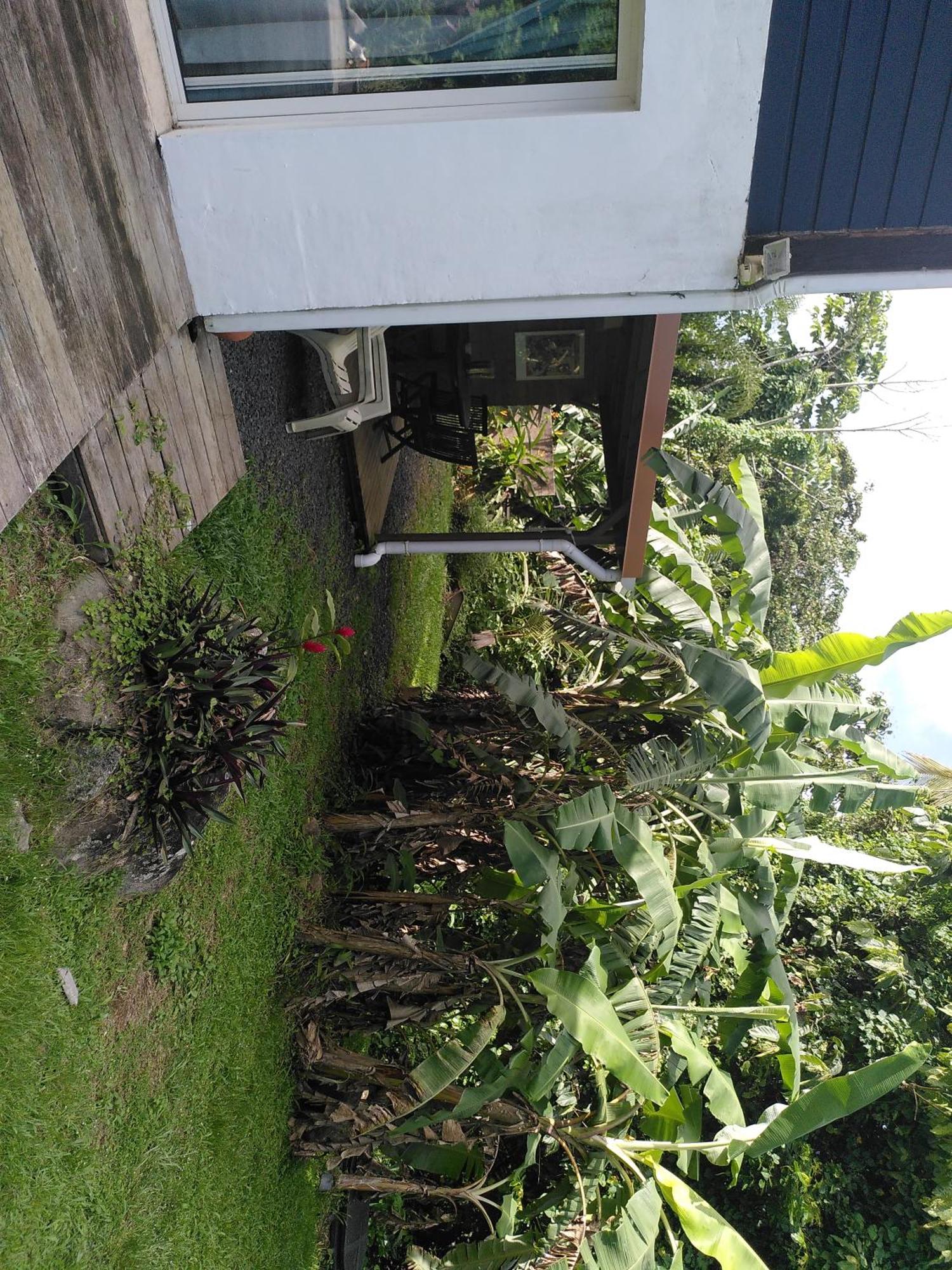 Studio dans la forêt tropicale
