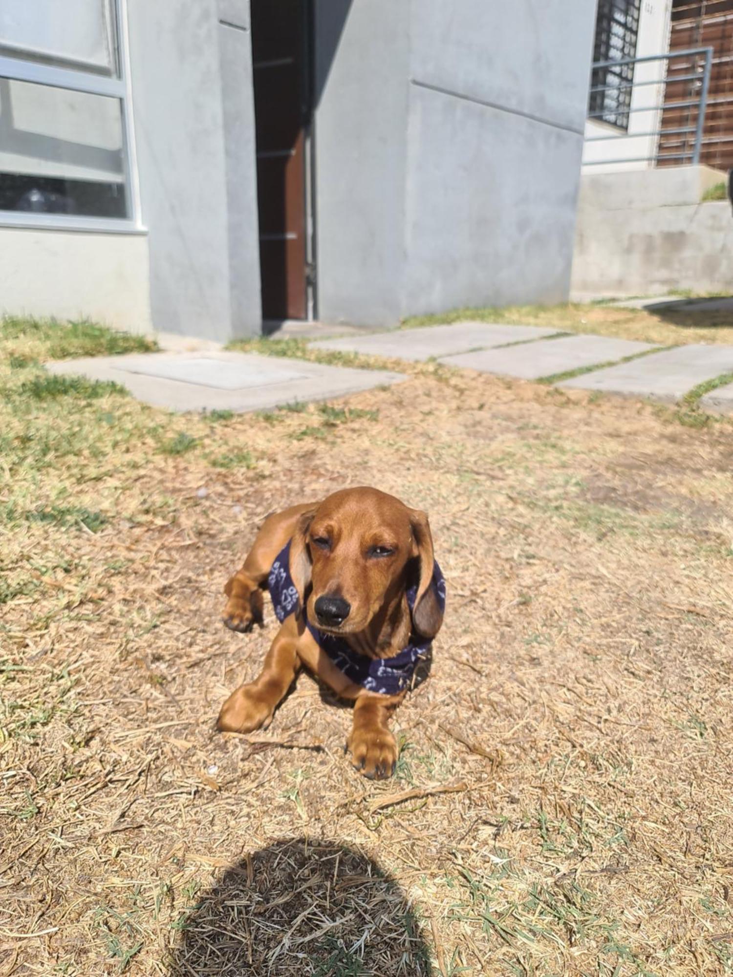Casa Dachshound, foto 9