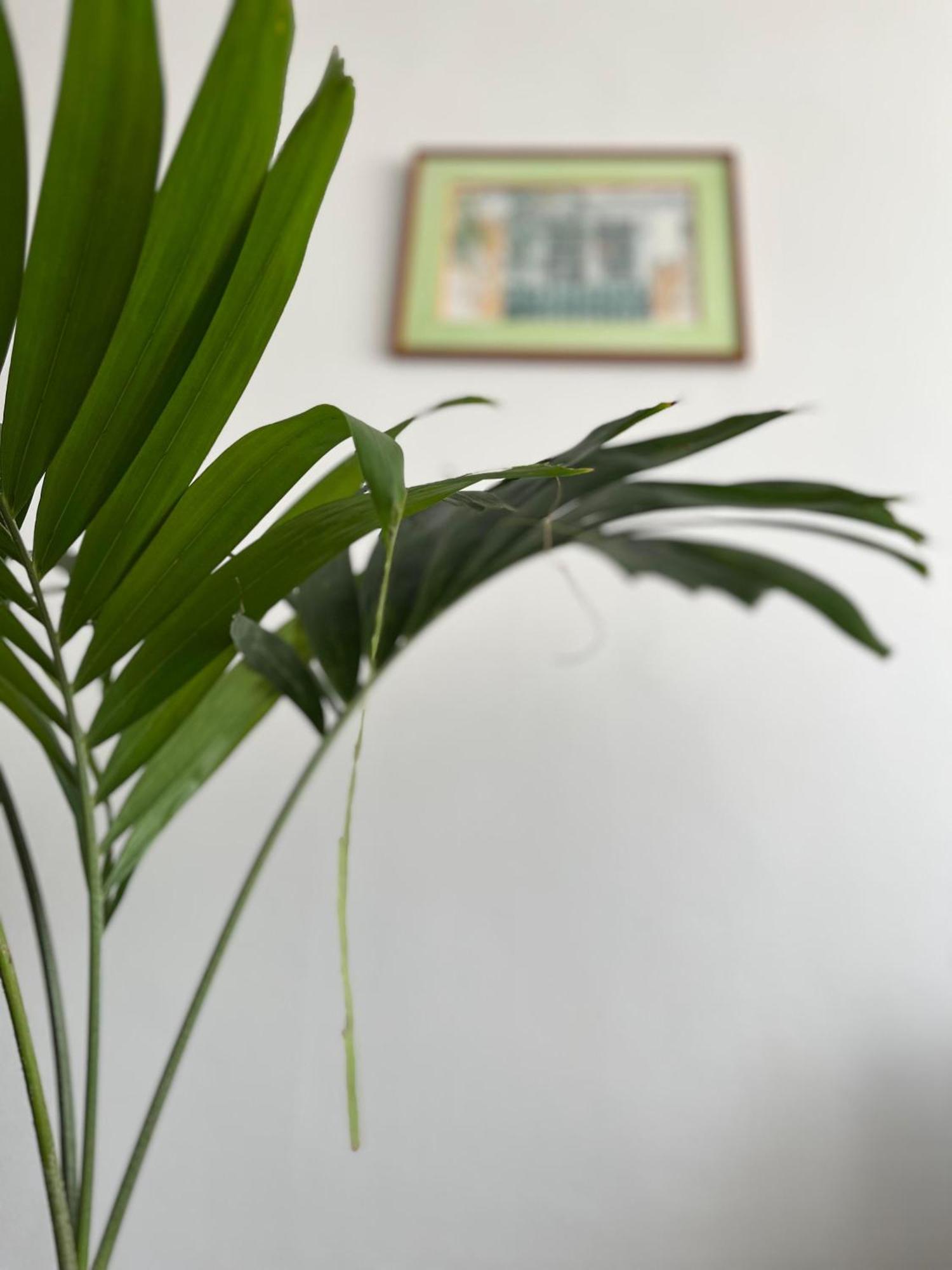 Jasmin - Appartement face plage Diamant, foto 11