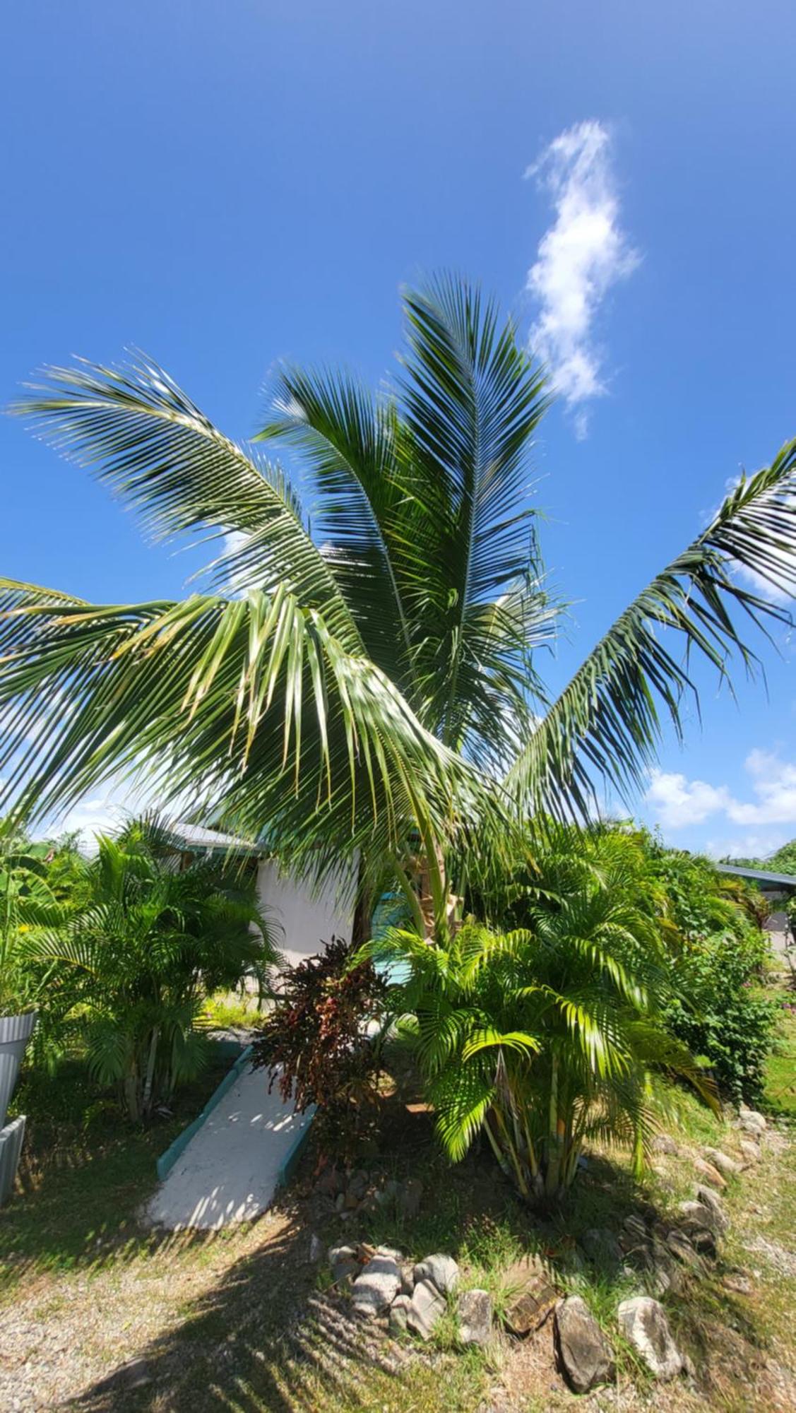 Bungalows Ti Lodge Martinique - près de la plage avec jacuzzi privé, foto 13