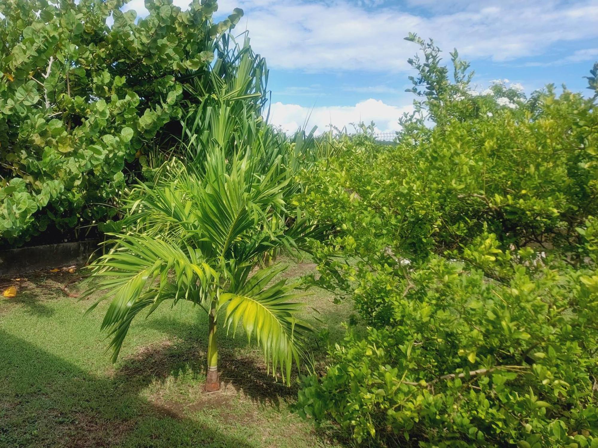 SOLEY KARAIB Appartement au Vauclin Martinique, foto 10