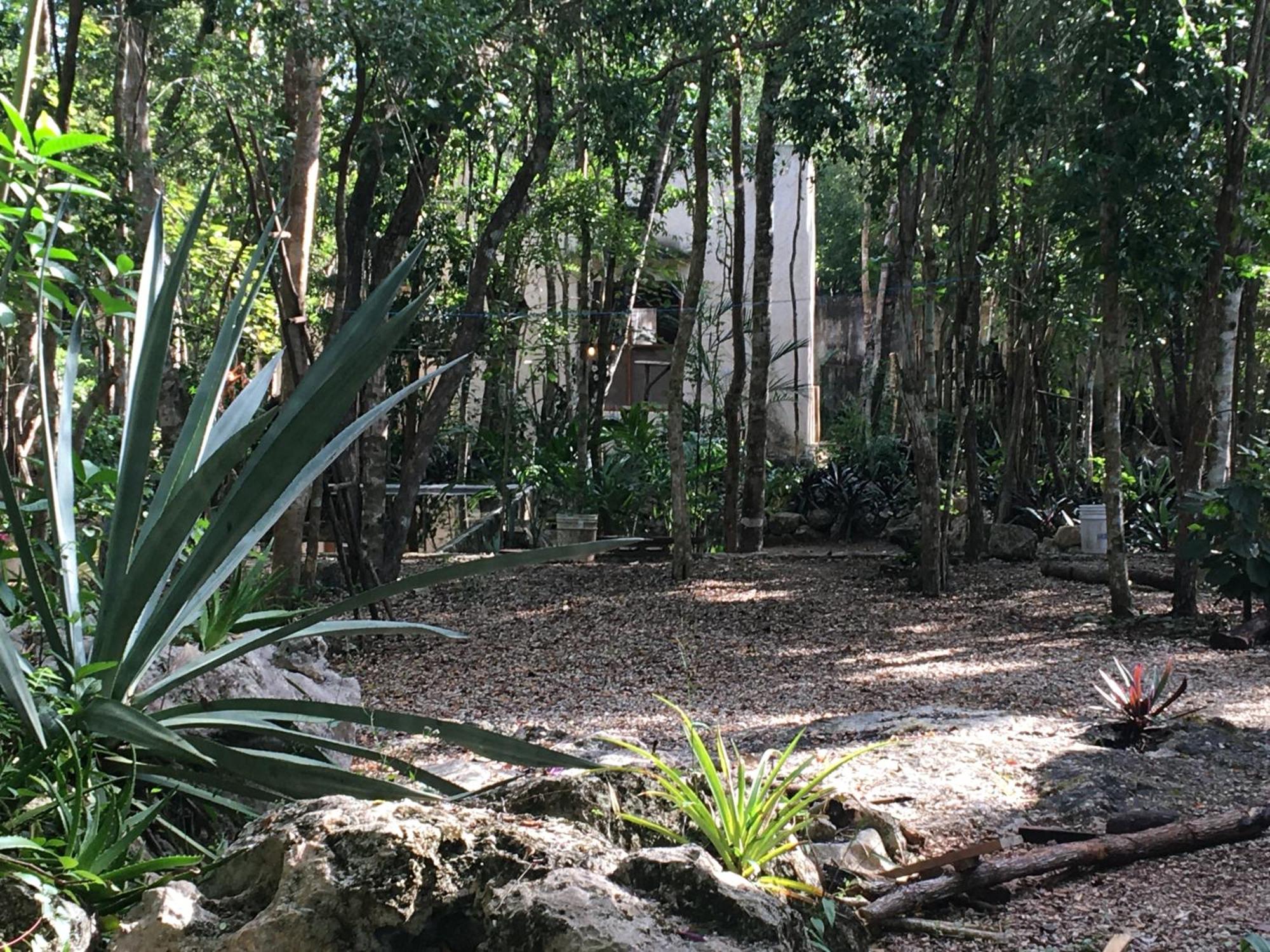 barefoot jungle studios, foto 11