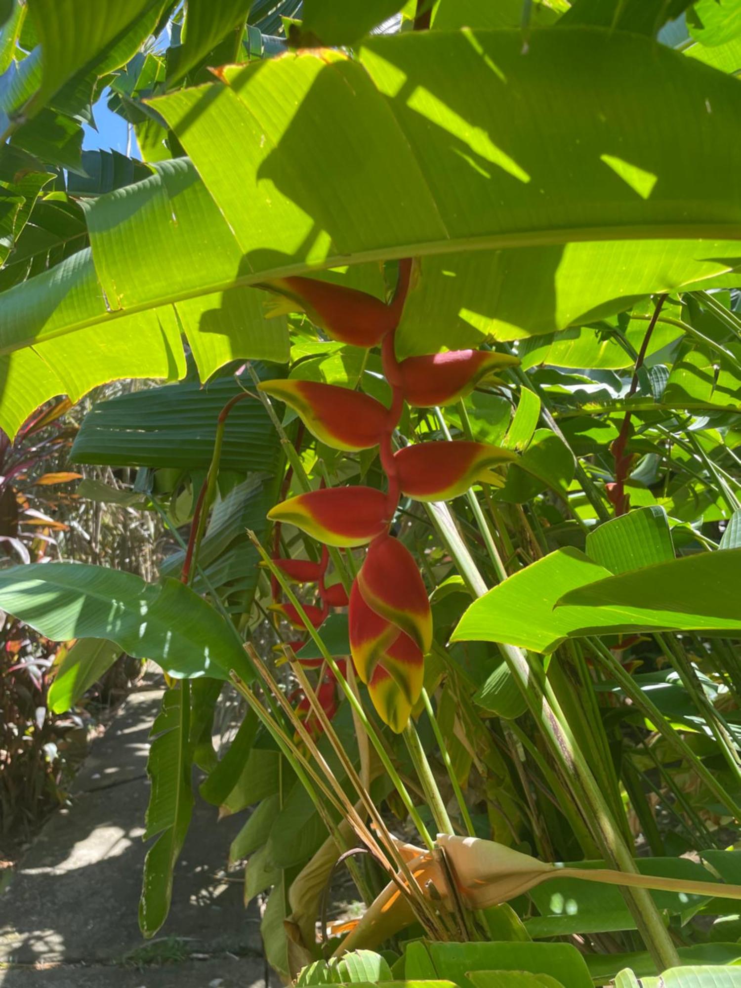 EDEN Mango, foto 6