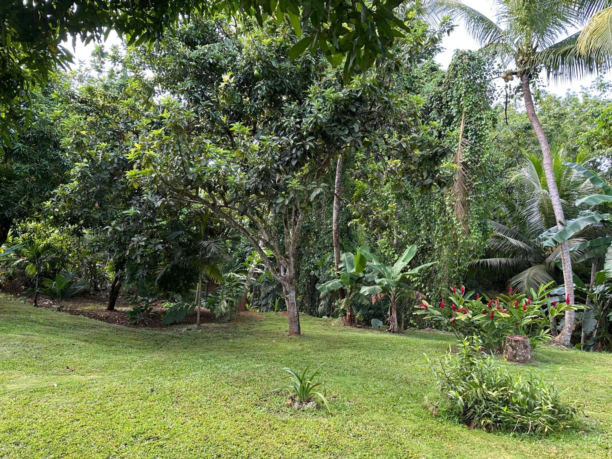Le Pitaya, foto 16