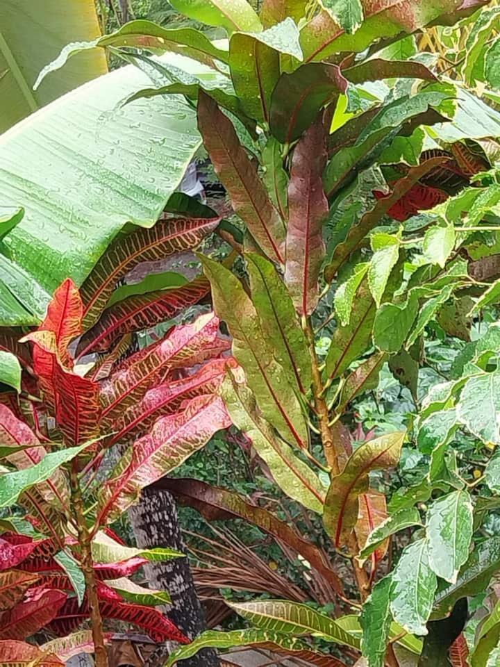 Résidence les hibiscus Les pieds dans l'eau, imagen 2