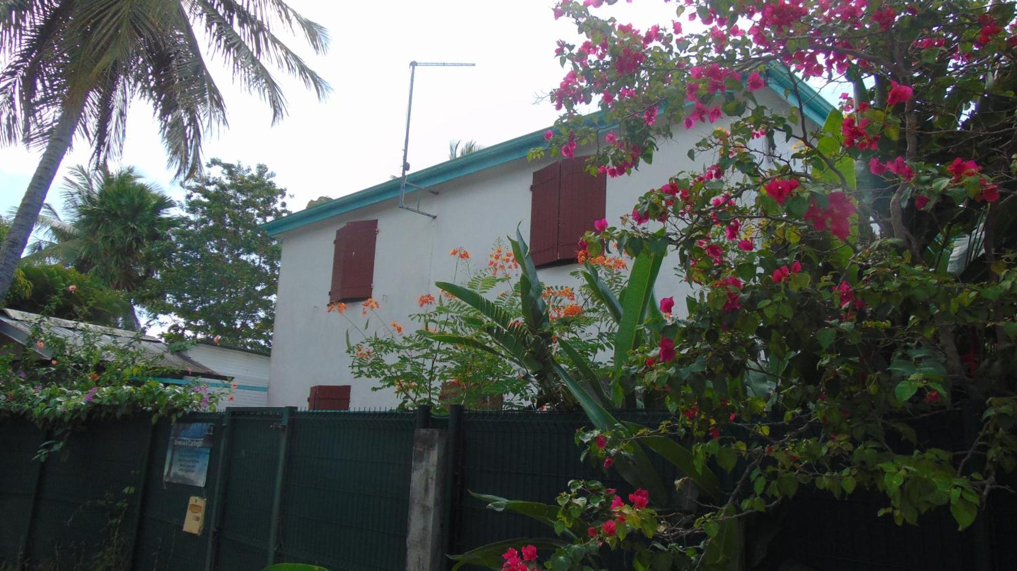 Caribgites, imagen 2