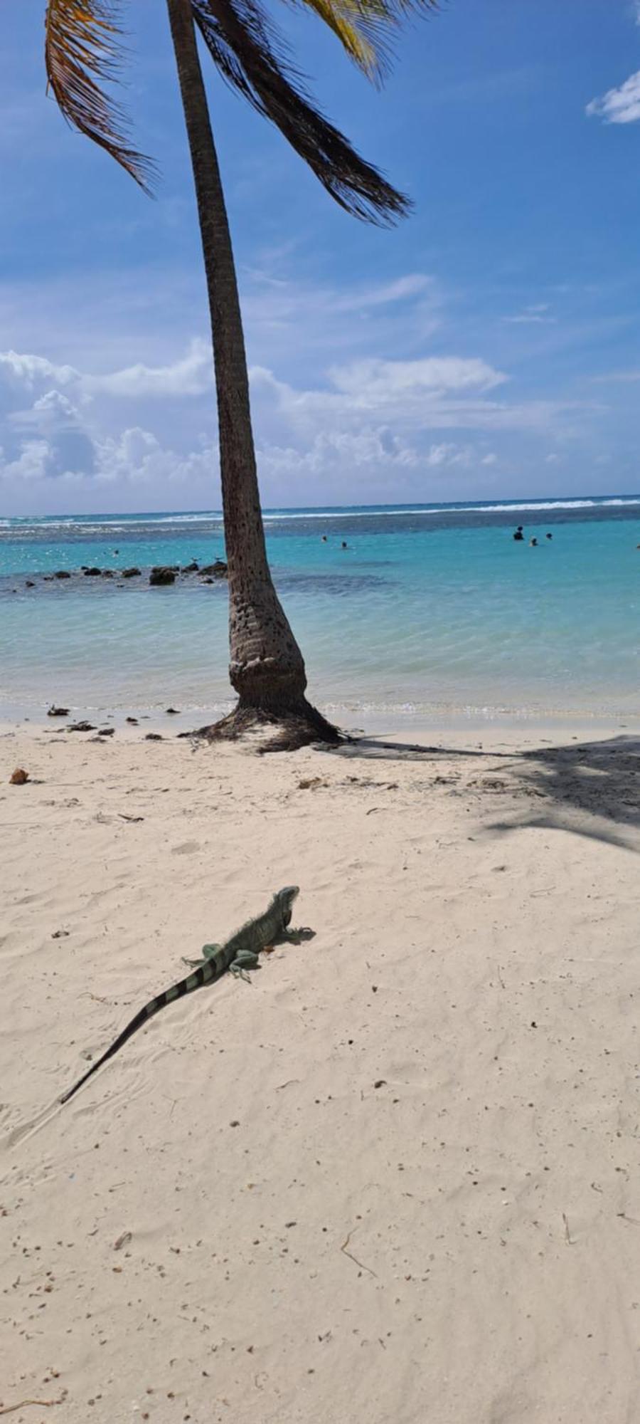 Evasion Tropicale, foto 14