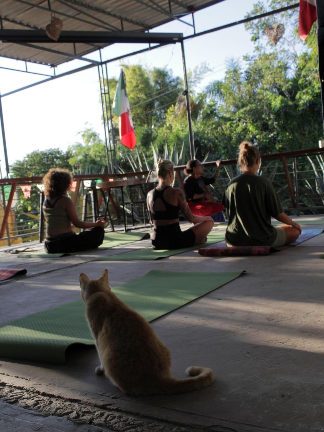 Mantra Homestay, imagen 4