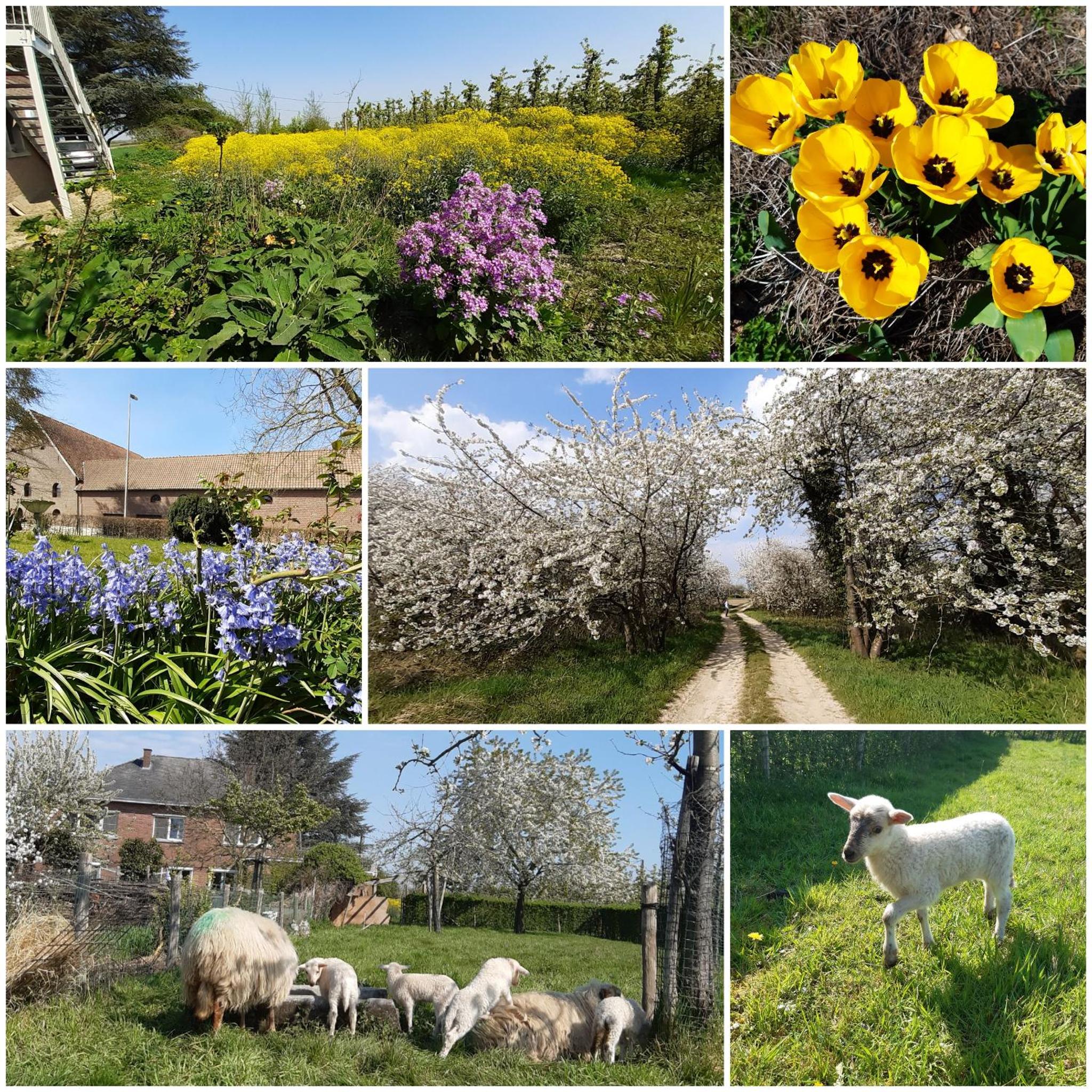 De tuin van Agatha