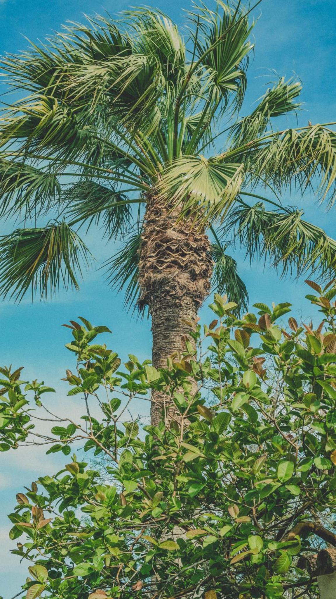 Pine House - Faro Airport Beach And City Center