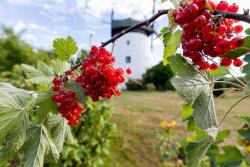 noclegi Niechorze Windmill vacation home in Ledzin near Baltic Sea