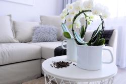 noclegi Kołobrzeg CHILLIapartamenty - Bliżej Morza - MOCCA