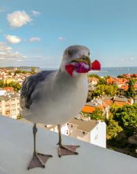 noclegi Sopot Pokoje przy plaży z widokiem na morze