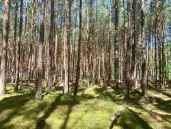 noclegi Gdańsk Camp Bursztynowy Las