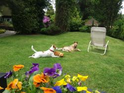 noclegi Kołczewo Black&White-Cherry