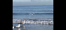 noclegi Sopot Apartament Sopot Oliwia III