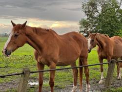 noclegi Pasłęk Black Horse