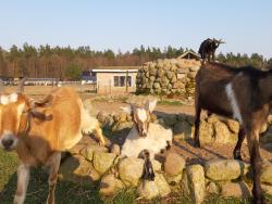 noclegi Łukta Domek holenderski w Stadnine Koni Mazury