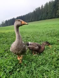 noclegi Zakopane Noclegi przy Lesie