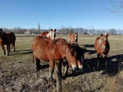 noclegi Świnoujście Domek letniskowy SZUWAREK