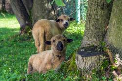 noclegi Zakopane Halny Pensjonat