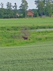 noclegi Węgorzewo Świerkowe Siedlisko