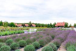 noclegi Ustka Lawendowy Zakątek Machowino- Domek Grosso