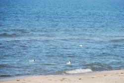 noclegi Sarbinowo Domyletnie Sarbinowo 8e dom 86m2 z ogrodzoną działką