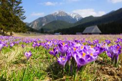 noclegi Zakopane Hotel Helios