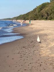 noclegi Dziwnówek Domki ALEX przy plaży