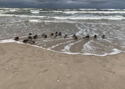 noclegi Jantar Na plażę przez las