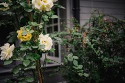 noclegi Dębki Zacisze u Ani