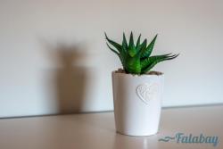 noclegi Karwieńskie Błoto Domki Falabay