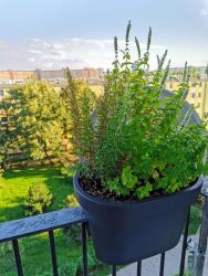 noclegi Gdańsk Apartament Jagiellońska blisko Galeria Przymorze - Gdańsk Przymorze