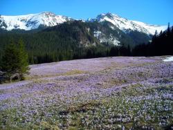 noclegi Zakopane Hotel Górski Kalatówki