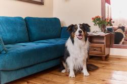 noclegi Świnoujście Kamienica Pod Kasztanami Świnoujście