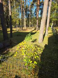 noclegi Dziwnów Daglezji 170
