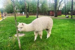 noclegi Niechorze Baltic Natur Park - Resort Wypoczynkowy w harmonii z naturą - Apartament Parter z tarasem piękny widok na park - Basen- Atrakcje dla dzieci MINI ZOO I ALPAKAMI
