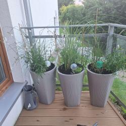 noclegi Krynica Morska Mewa Studio