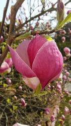 noclegi Sopot Apartament Magnolia