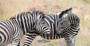 Shambala Private Game Reserve