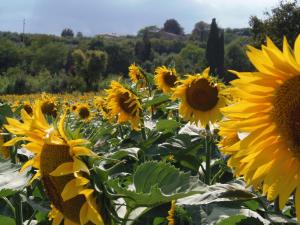 Podere La Capacciola