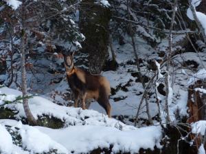Chalets Chalet De Peyrelance : photos des chambres