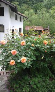 Guest House Planinska Sreshta