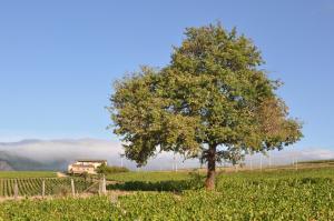 Maisons de vacances Gite le Pot de Vin : photos des chambres