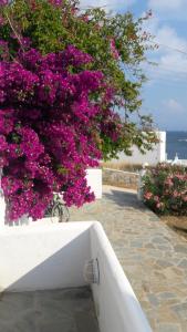 Thalia Apartment Paros Greece